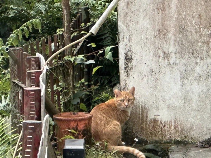 常出沒在台中市和平警分局大棟派出所的橘貓「小橘」除了報到吃飯、幫忙解決所內蛇害，有時也會捉來老鼠和員警分享或交換飼料。中央社