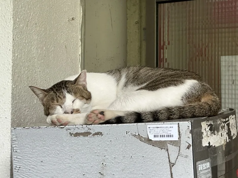 員警表示，飲水機上的貓咪叫「咪咪」，是第一隻來派出所的貓，餵食幾次後，牠的兄弟姐妹們也開始來報到，甚至會幫忙解決蛇害。中央社