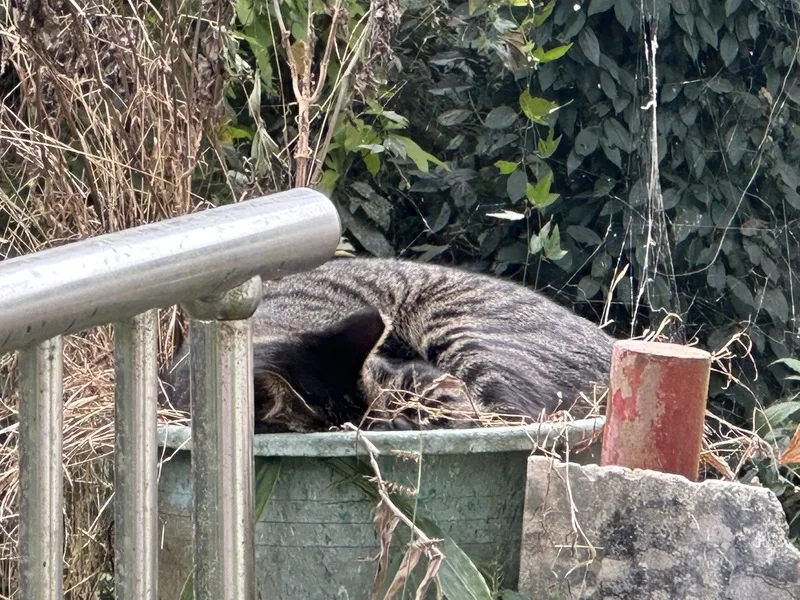 台中市和平警分局大棟派出所位處深山，所內常有蛇類來築巢下蛋，3隻野貓經員警餵食後，開始幫忙出手抓蛇，1年消滅一半以上數量。圖為花貓「奇奇」悠閒躺在花盆中睡覺。中央社