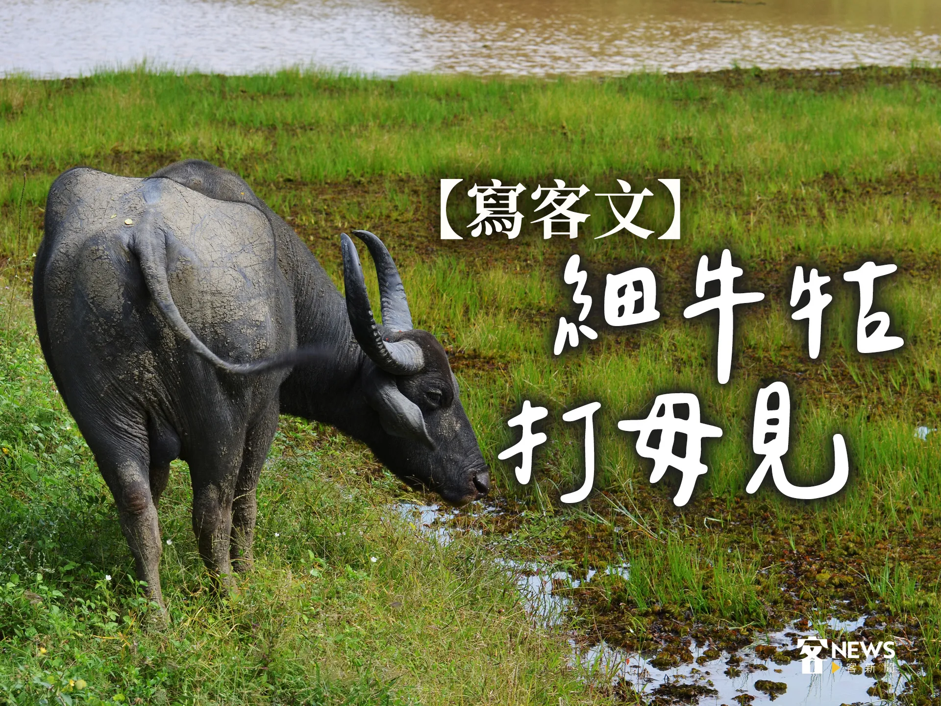 【寫客文】細牛牯打毋見