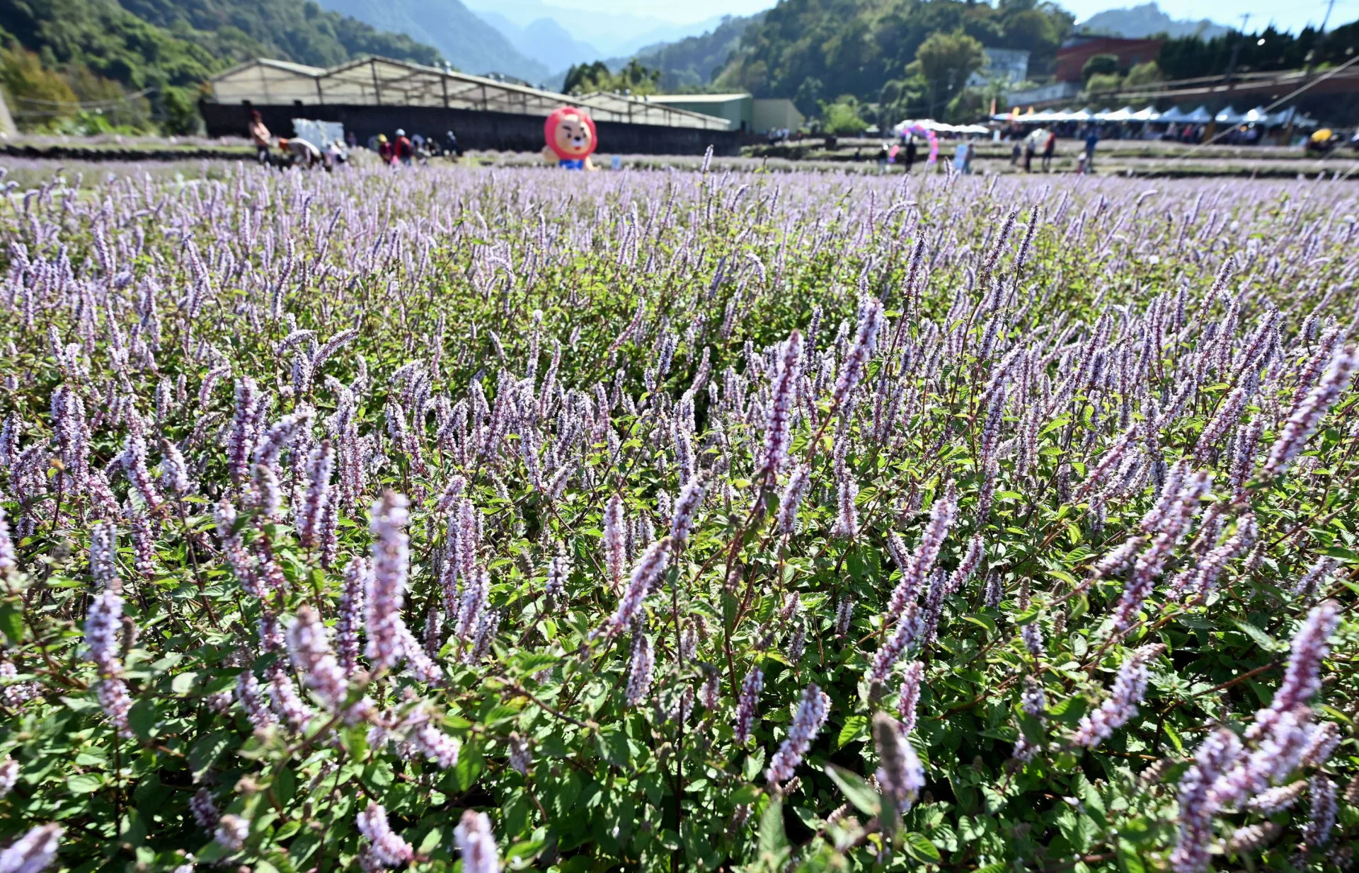 苗栗獅潭仙草花節，浪漫紫色仙草花海，活動將持續到12月14日。