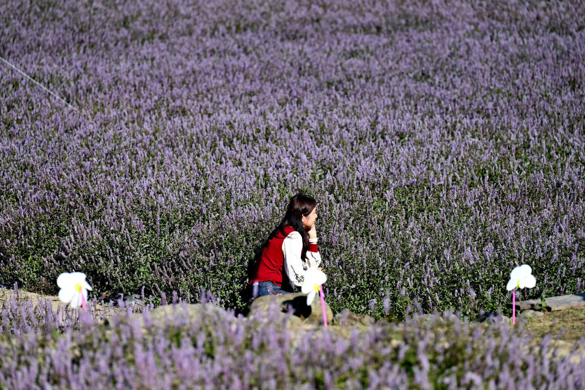 2025獅潭仙草花節，遊客置身花海留下美麗倩影。