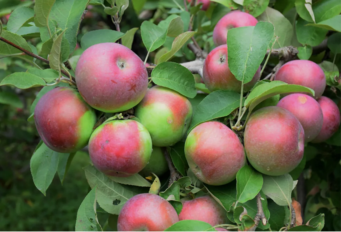 在樹上的麥金塔蘋果。NetPS Plant Finder