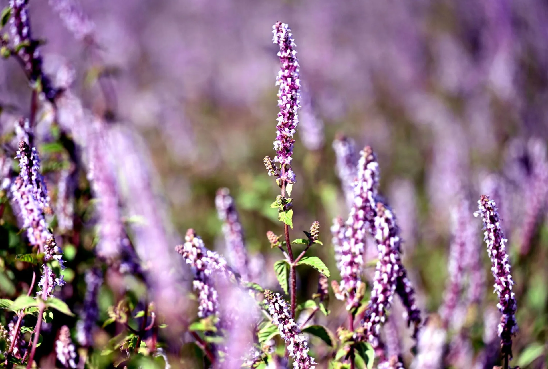 苗栗獅潭仙草花節，浪漫紫色仙草花海，活動將持續到12月14日。