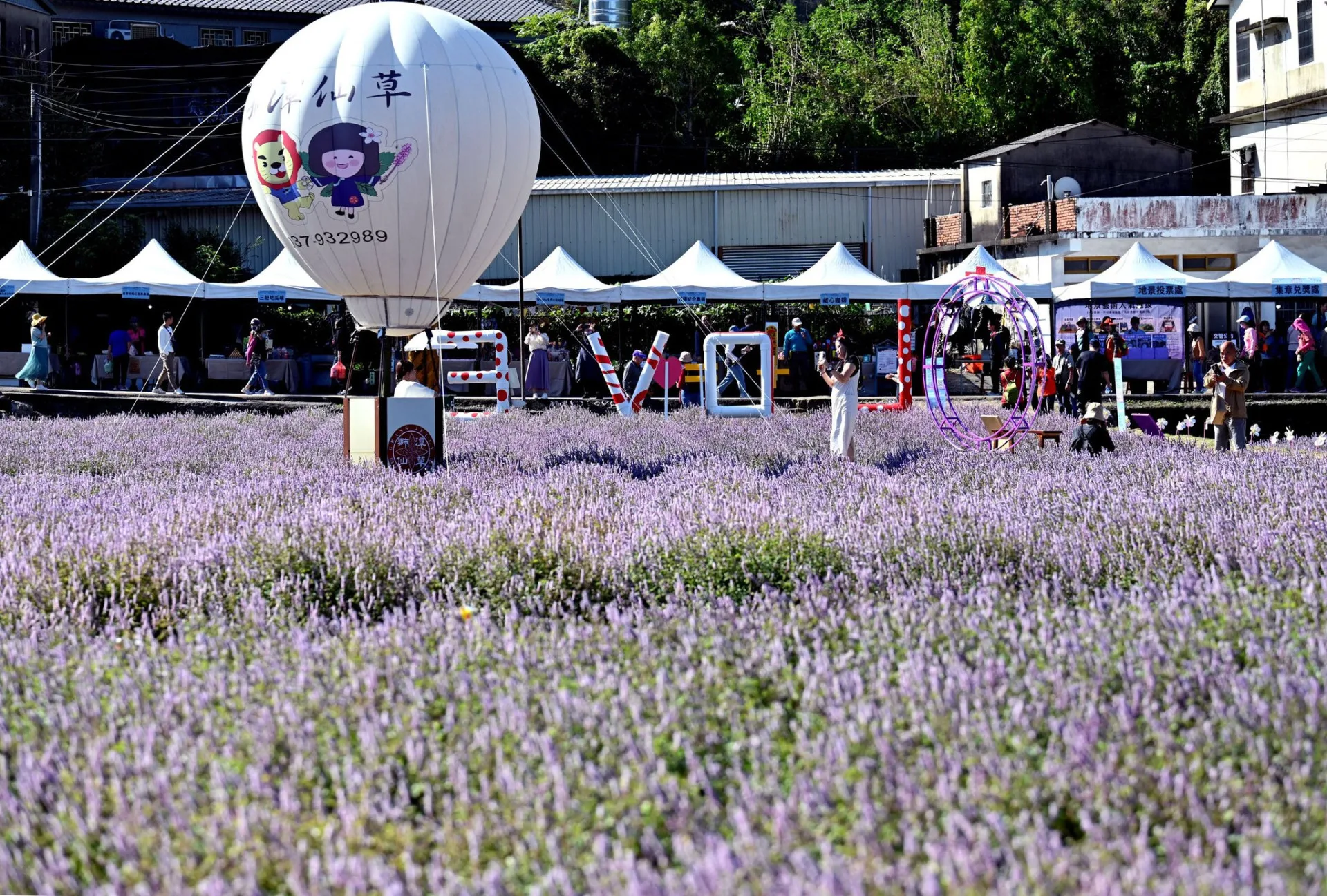 苗栗獅潭仙草花節，浪漫紫色仙草花海，活動將持續到12月14日。