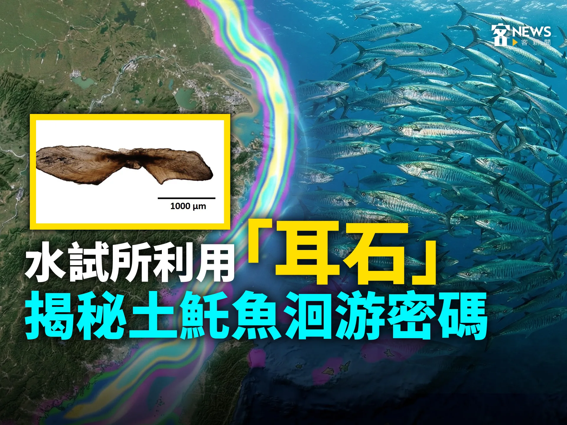 水試所利用「耳石」　揭秘土魠魚洄游密碼