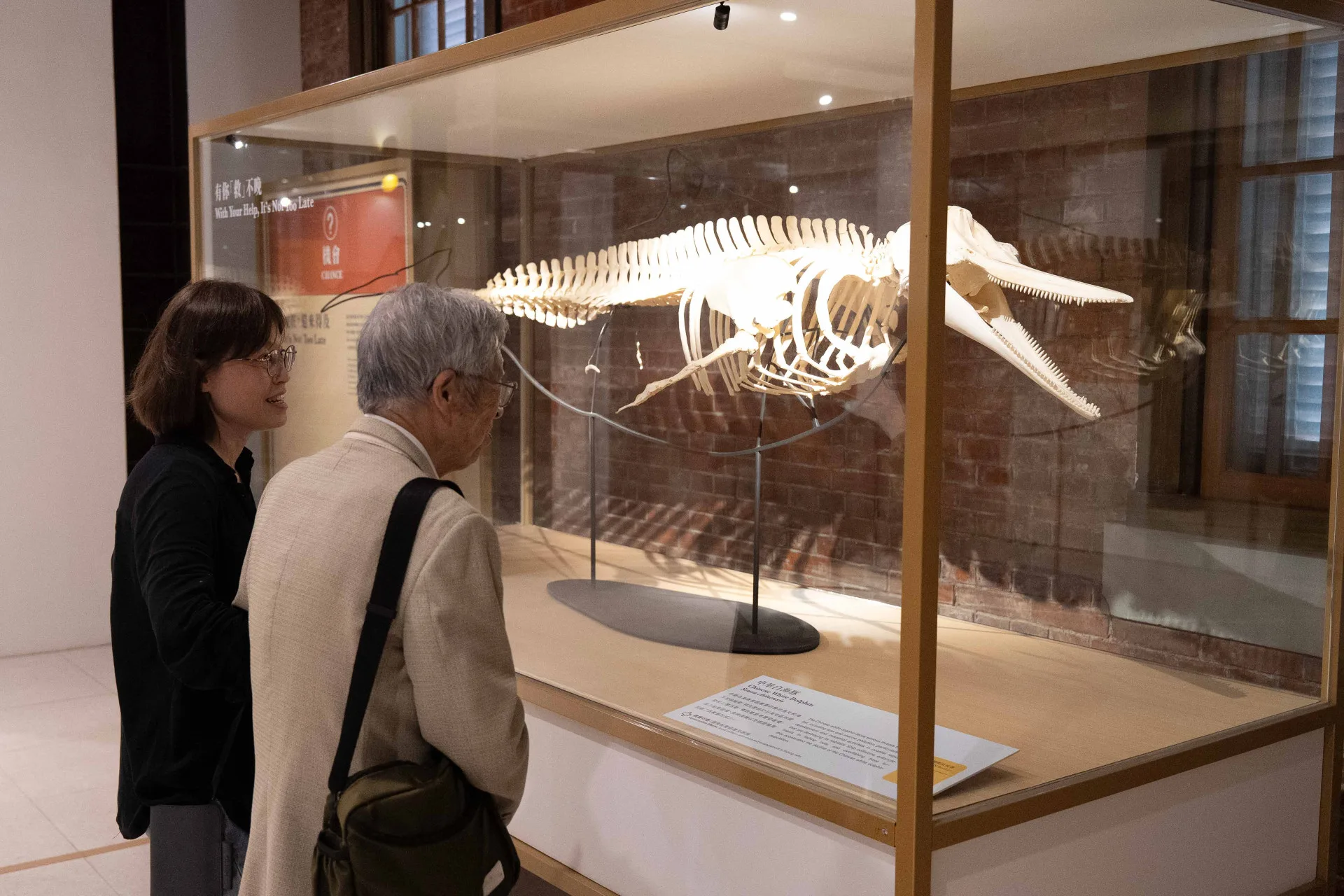 「第六次大滅絕？」特展　AR再現滅絕渡渡鳥、臺灣雲豹