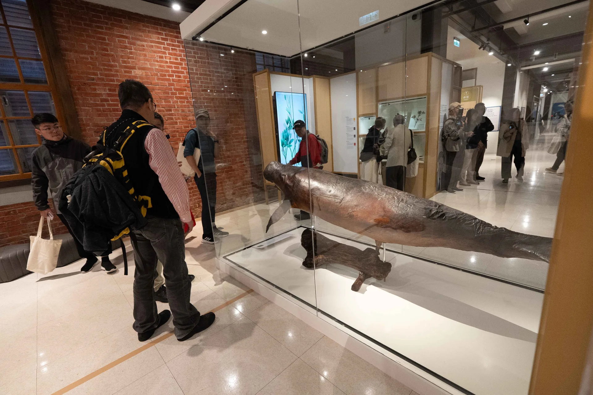 「第六次大滅絕？命運還是機會」特展展出罕見儒艮標本。臺博館提供