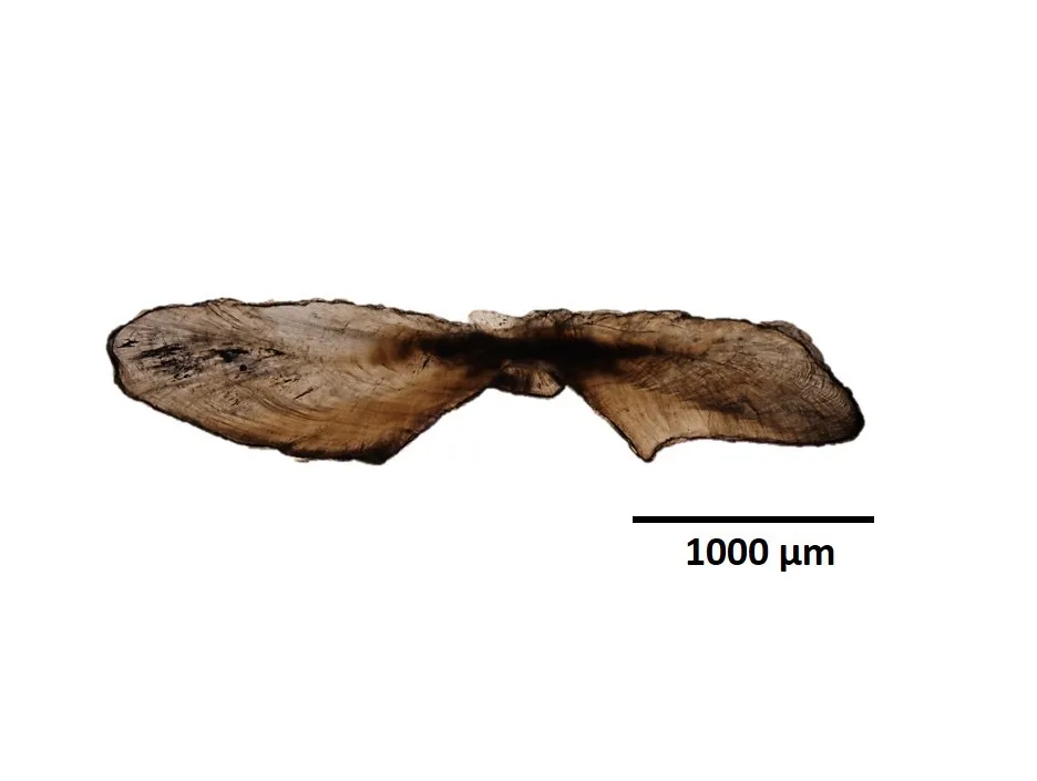 康氏馬加鰆稚魚 (1 yr) 耳石橫切面照片。