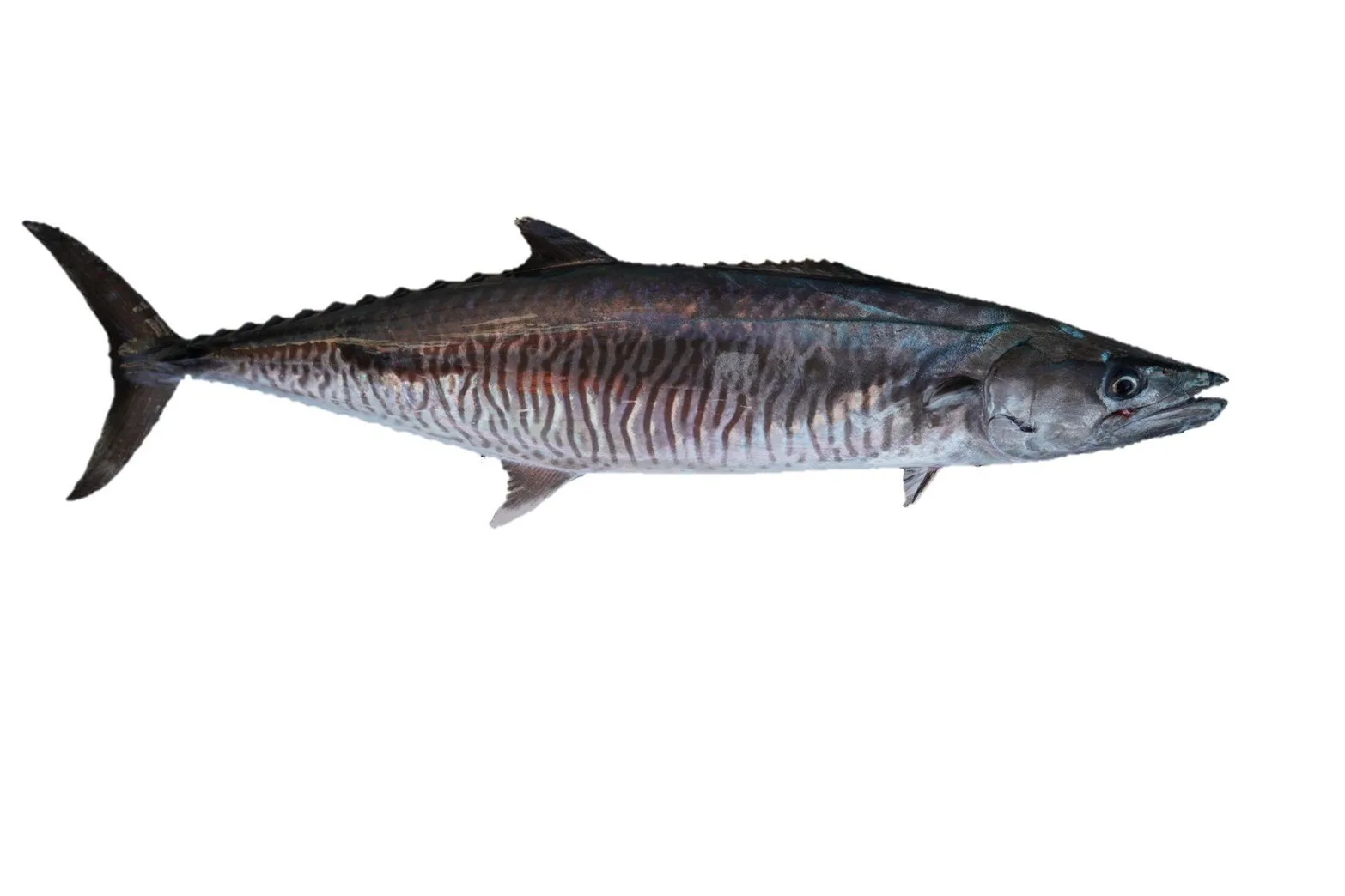 康氏馬加鰆、俗稱土魠魚。