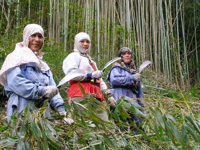 新竹尖石鄉這些質地最好的桂竹，從日治時代開始就外銷日本做竹劍，到目前為止還是如此。很多尖石鄉婦女都以砍竹為業，非常辛苦。陳權欣攝