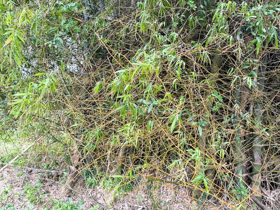 刺竹滿身尖刺，早年新竹竹塹城外即種滿刺竹，用以阻擋盜匪入侵。目前已不多見。陳權欣攝