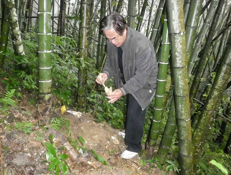 新竹山豬大王林保端，受託到北埔鄉下孟宗竹園鑑定，這些竹園是否受山豬之害。陳權欣攝