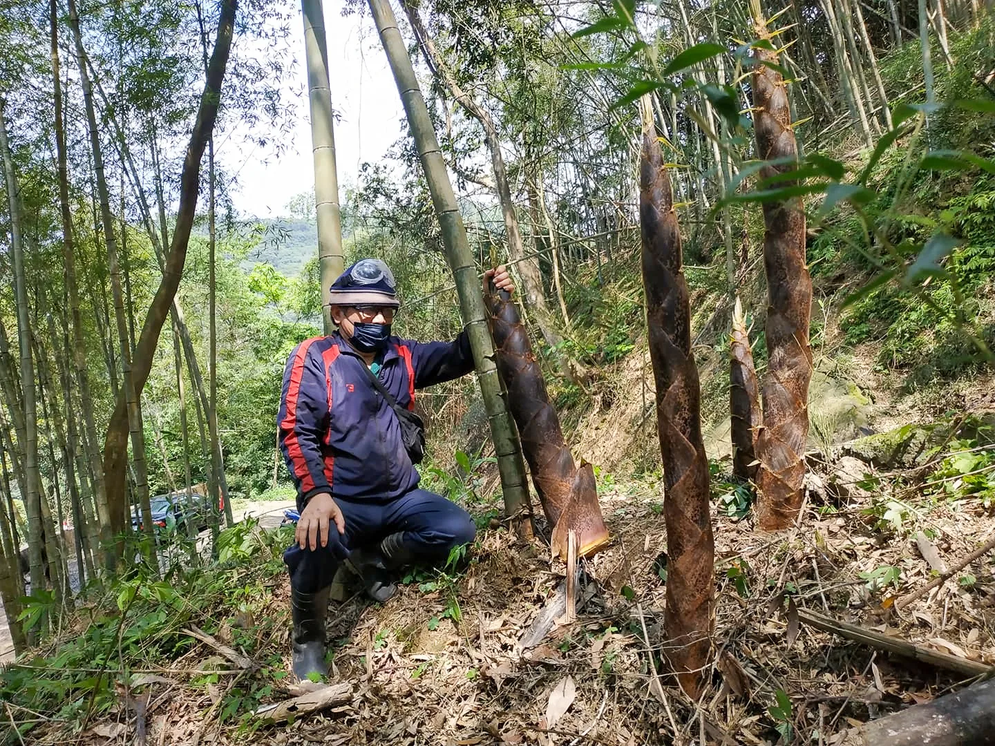 月桃花開的時候也就是孟宗竹筍生產的季節。客家人稱孟宗竹筍為黑毛筍或苗眉筍。陳權欣提供