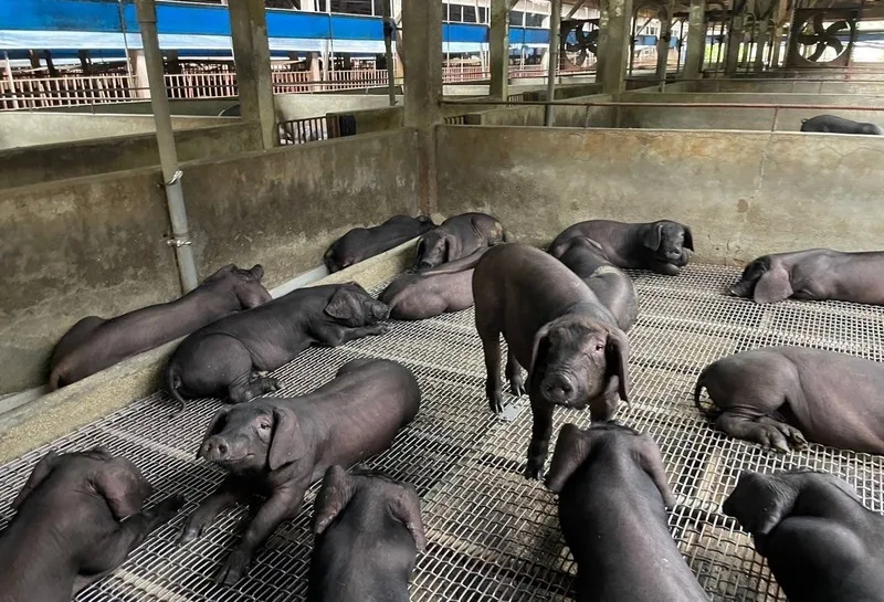 2027年起全面禁止廚餘養豬，由於桃園市以黑毛豬為大宗，主要是以廚餘飼養，預估將受衝擊桃園市農業局提供