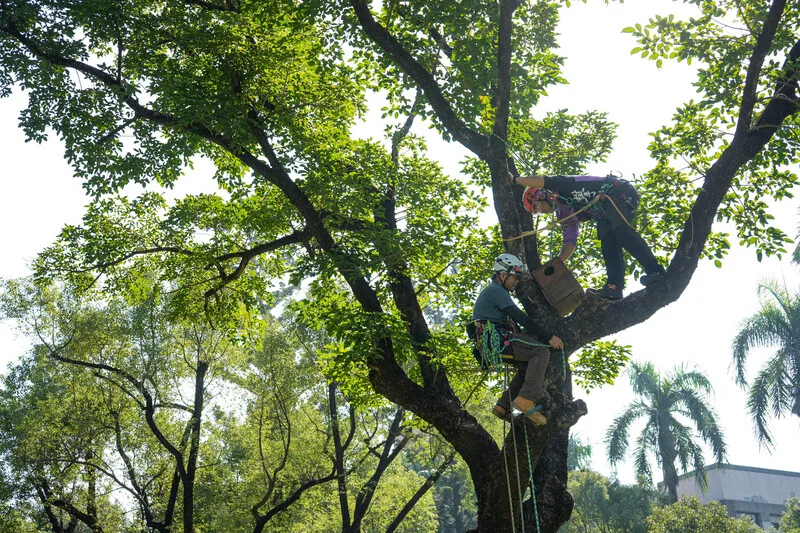 屏科大攀樹社教練及學生9日支援屏東大學自然生態觀察社,在屏大屏商校區挑選出的3棵樹木上架設巢箱,盼吸引鳥類繁殖。中央社