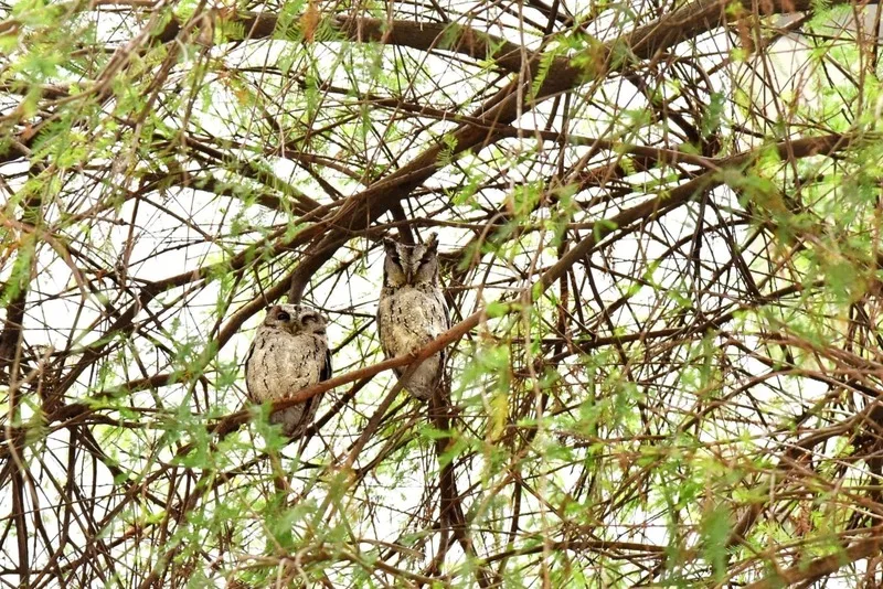 屏大校園綠意盎然,吸引一對領角鴞常駐。屏東大學提供