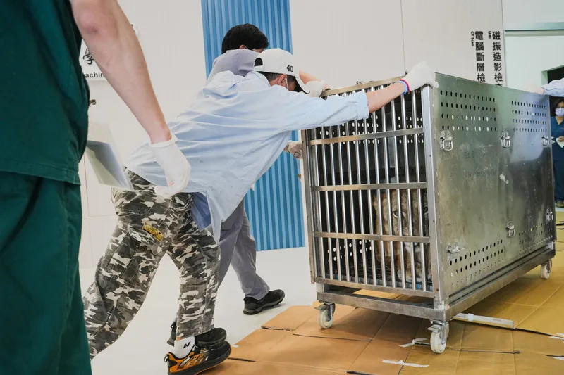 醫院共出動14名獸醫師及8名實習生,詳細規劃動線與人員分工,確保運送、麻醉與檢查流程順利。中央社
