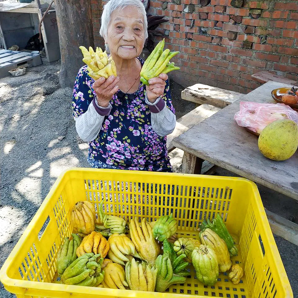 黃福妹自已菜園種的香椽水果。陳權欣攝