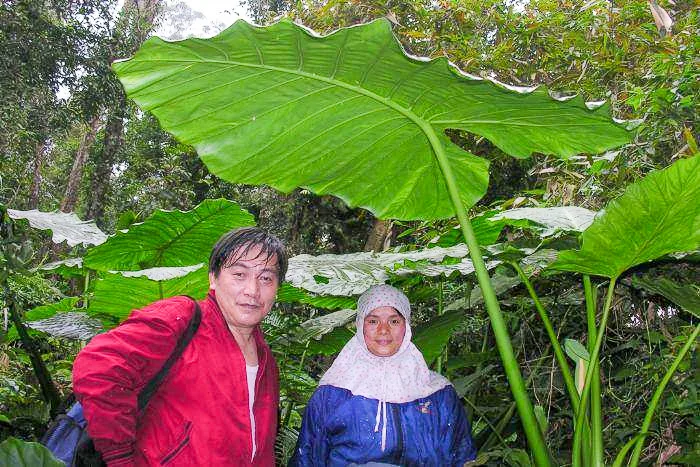 新竹縣最後一位童養媳甘美雲(右),爬橫山鄉老鷹山遇雨,在姑婆葉下躲雨。陳權欣提供