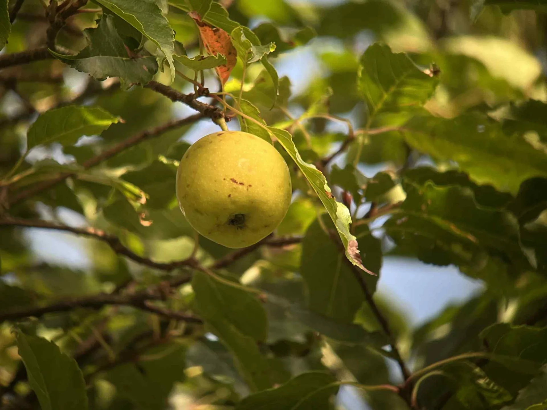 台灣蘋果（學名Malus doumeri），又名山仙楂、海梨、台灣林檎，為薔薇科蘋果屬下的一個種，植物觀察者許龍麟在大漢山林道拍攝。許龍麟攝