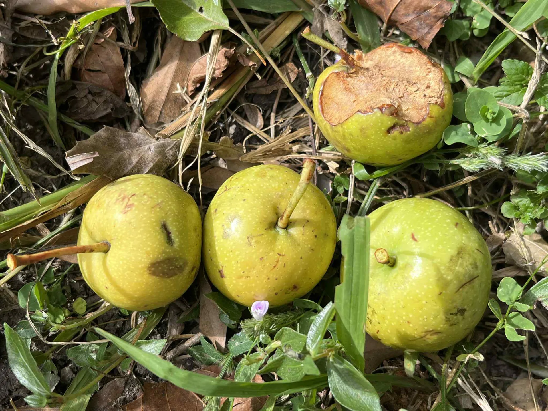 台灣蘋果（學名Malus doumeri），又名山仙楂、海梨、台灣林檎，為薔薇科蘋果屬下的一個種，植物觀察者許龍麟在大漢山林道拍攝。許龍麟攝