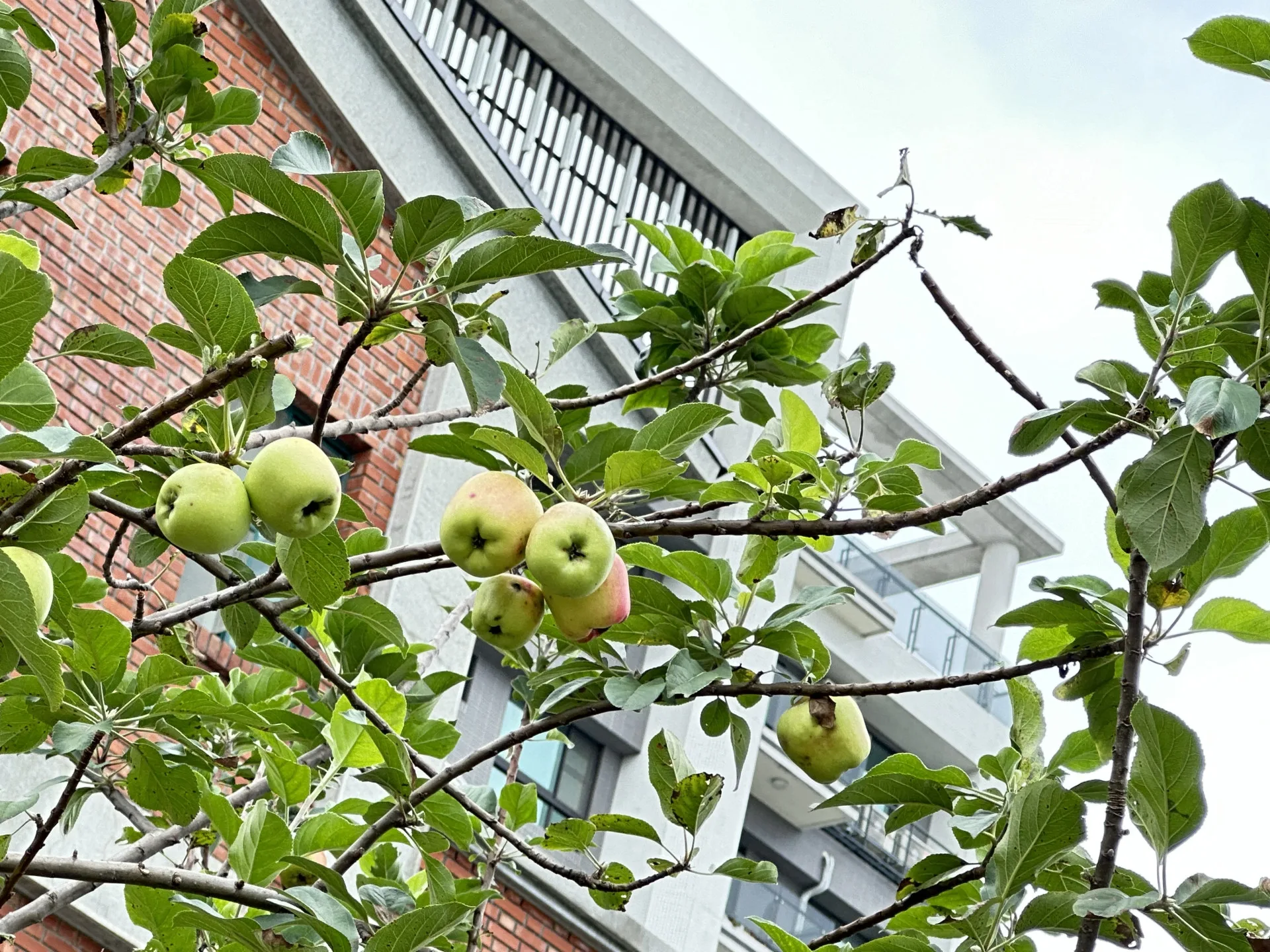 五爪蘋果落地生根，在台灣人的家屋旁也能長得很好。蕭秀琴攝