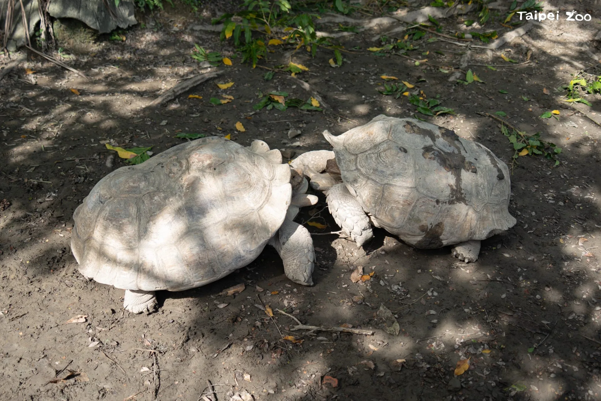 蘇卡達象龜之間發生打鬥通常是因為繁殖季節爭奪地盤,在動物園內的蘇卡達象龜較容易發生爭鬥行為的時間大約是落在五到七月之間,天氣正暖的時候。臺北市立動物園提供