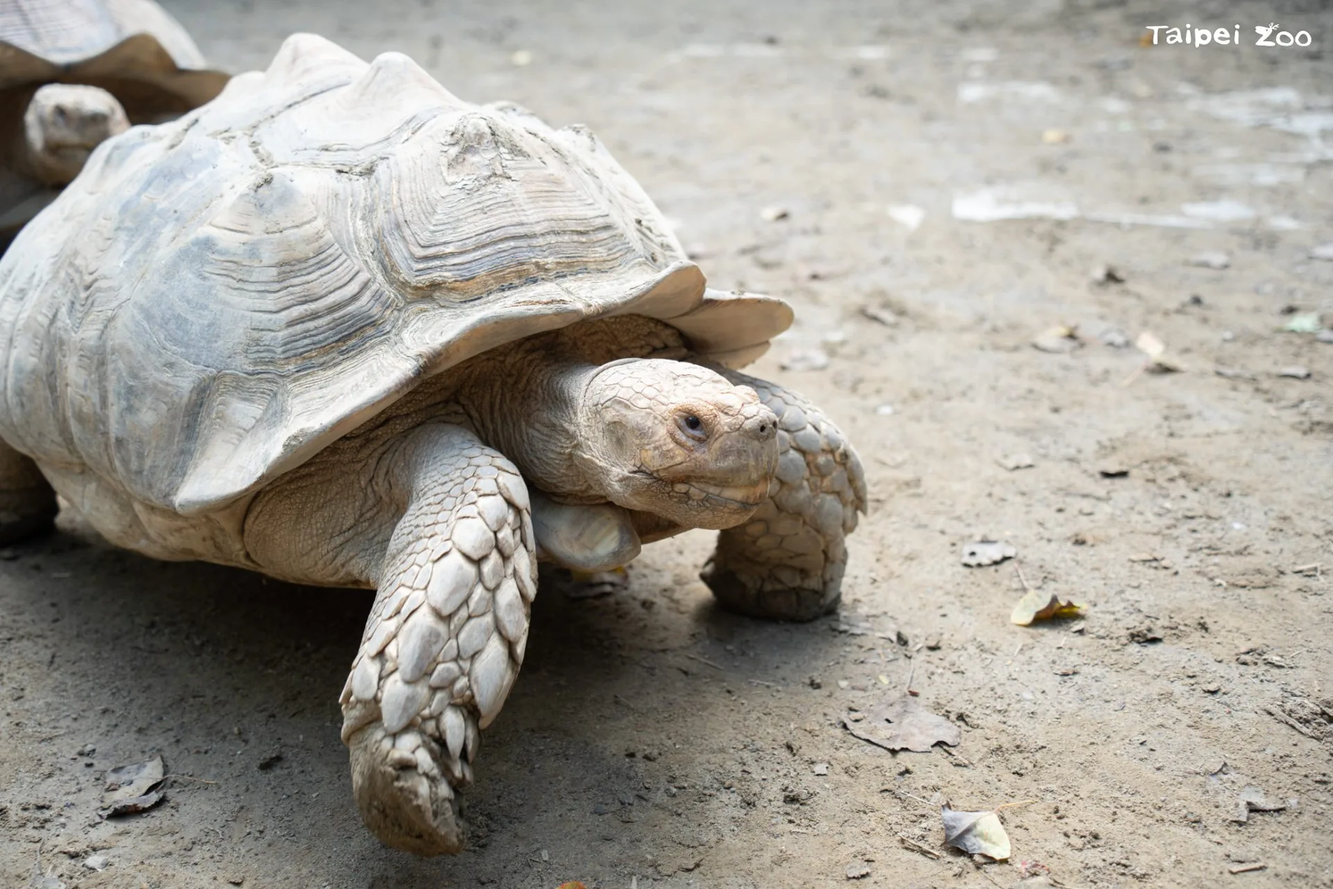 蘇卡達象龜是世界第三大陸龜,僅次於加拉巴哥象龜及亞達伯拉象龜。臺北市立動物園提供
