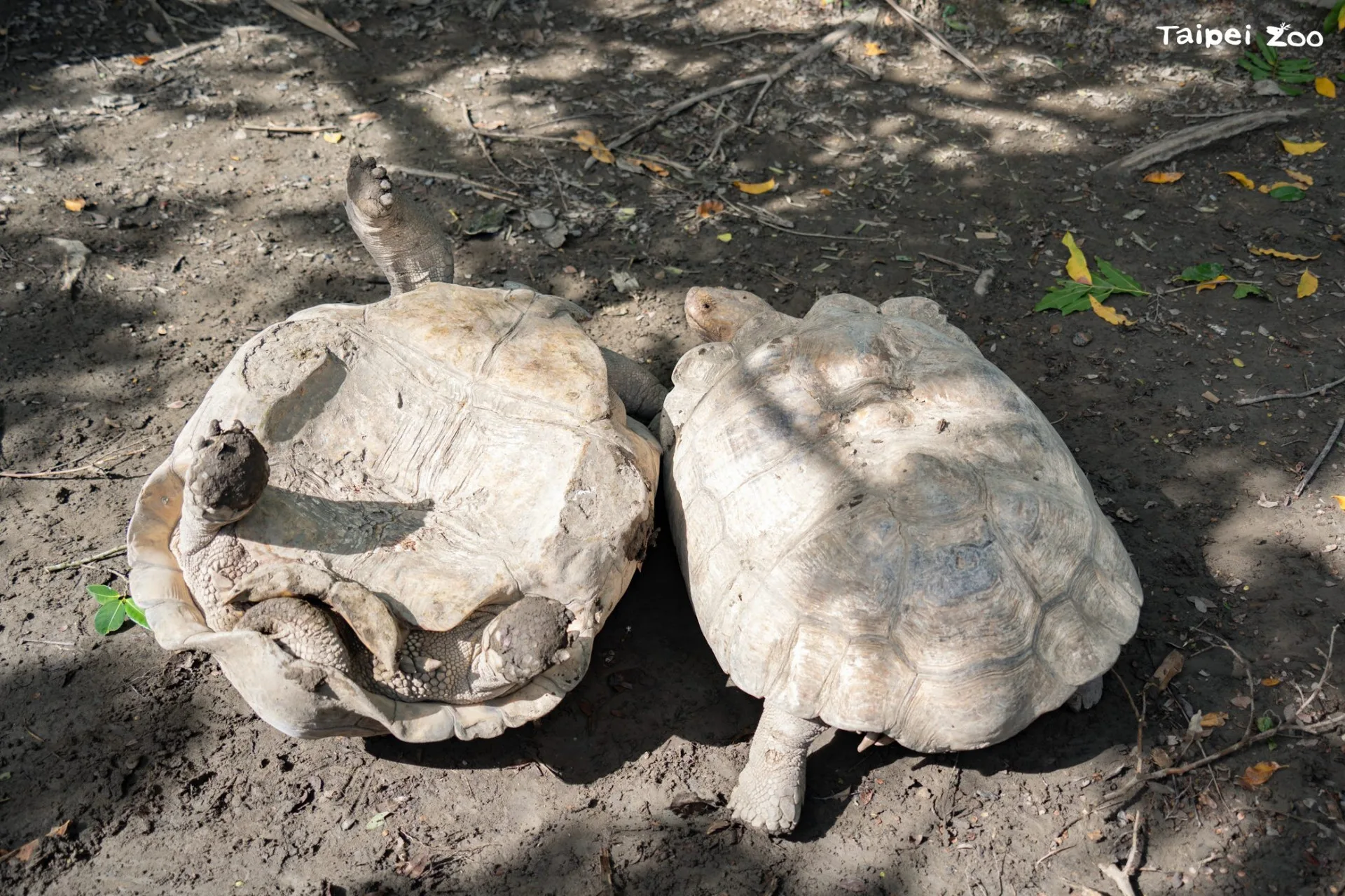 蘇卡達象龜之間發生打鬥通常是因為繁殖季節爭奪地盤,在動物園內的蘇卡達象龜較容易發生爭鬥行為的時間大約是落在五到七月之間,天氣正暖的時候。臺北市立動物園提供