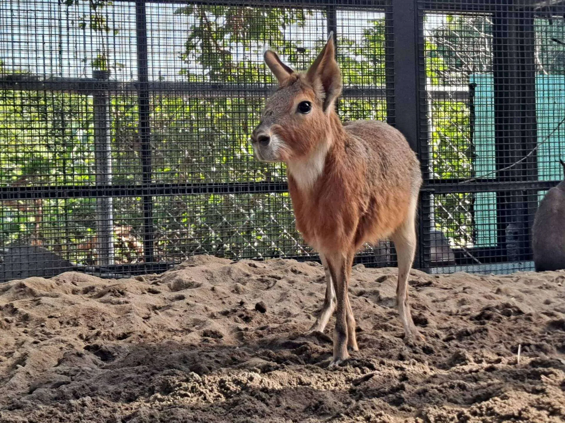 兔豚有長耳朵像兔子,主要在陸地生活。壽山動物園提供