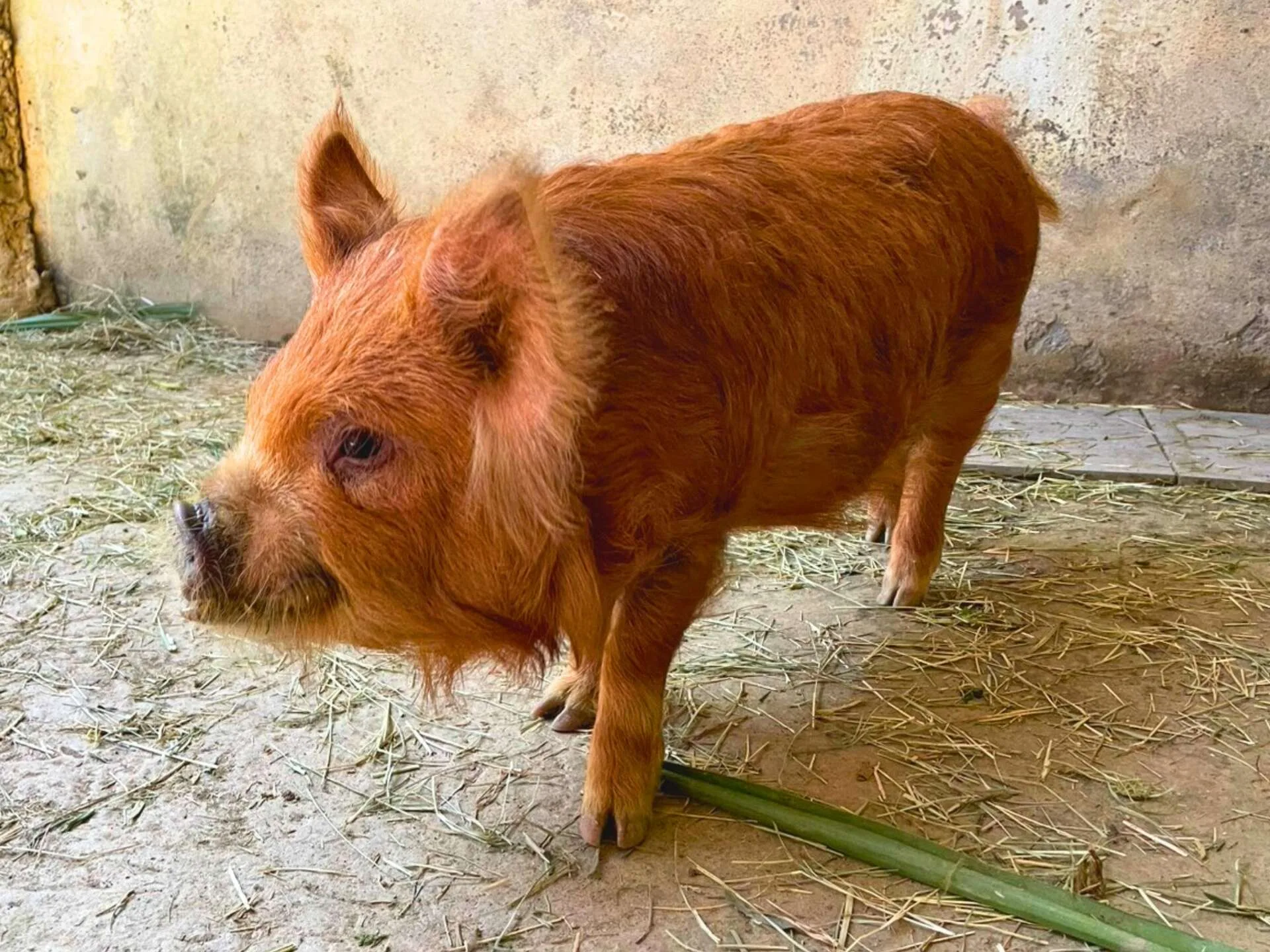 庫你庫你豬(kunekune Pig)是草食性動物。壽山動物園提供