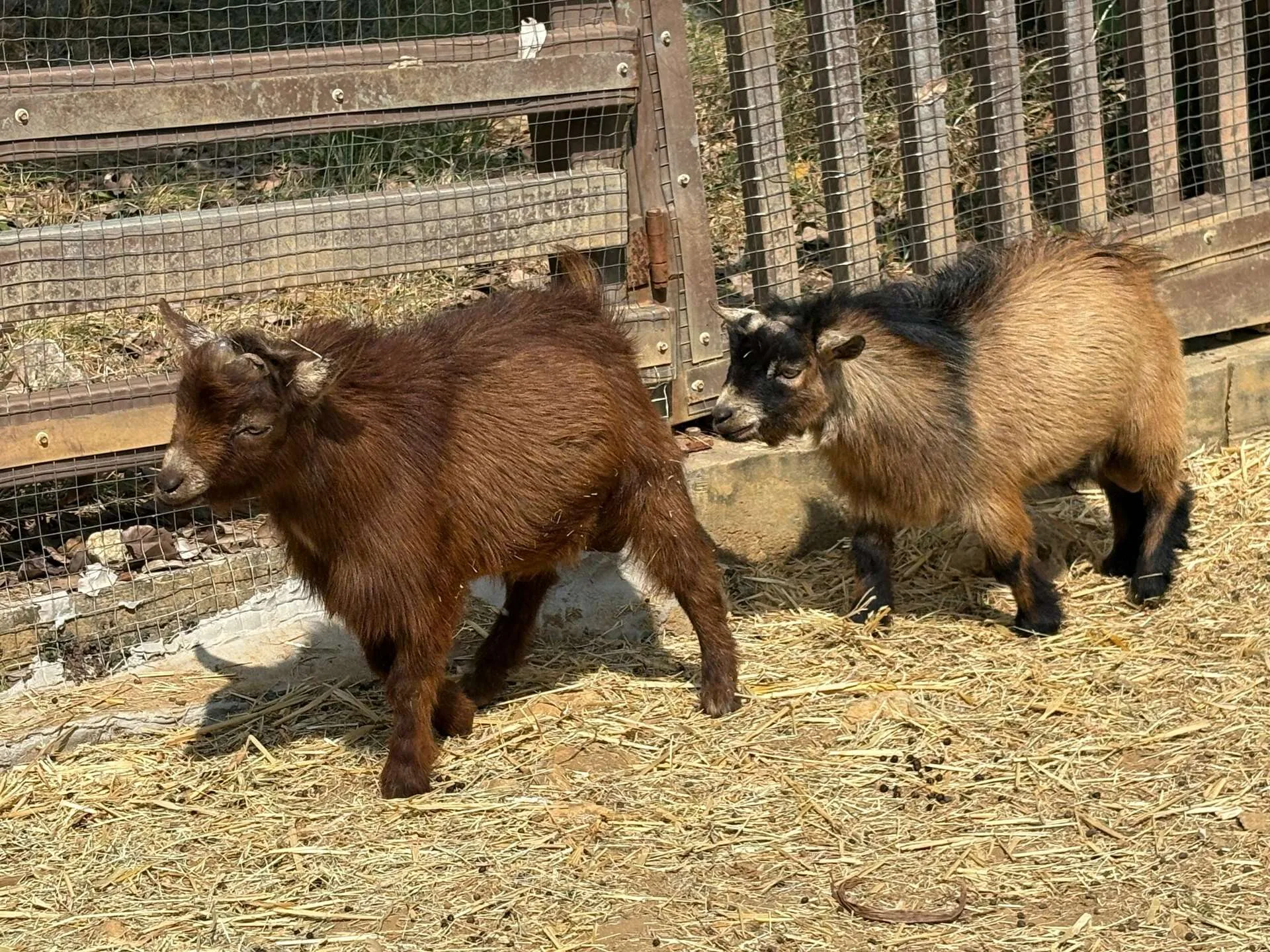 源自西非的侏儒羊體型嬌小可愛,性情溫和。壽山動物園提供