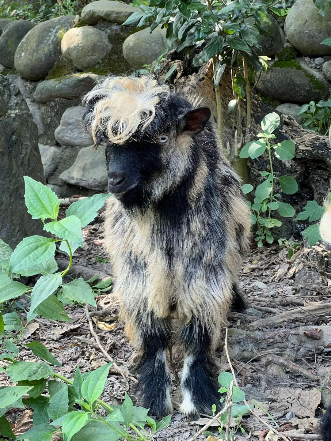長毛昏倒羊原產於美國田納西州。壽山動物園提供
