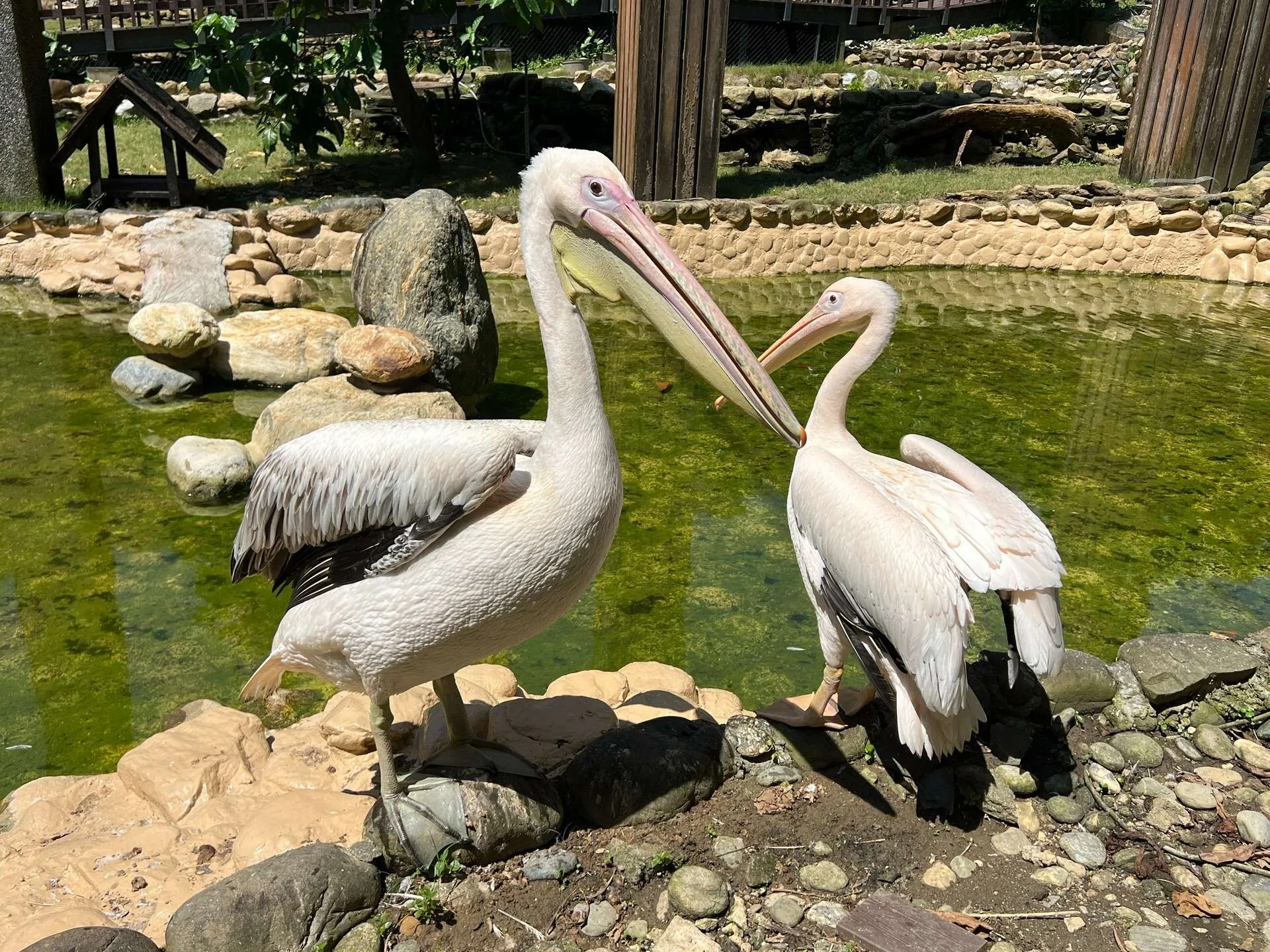 全身雪白且體型龐大的鵜鶘。壽山動物園提供