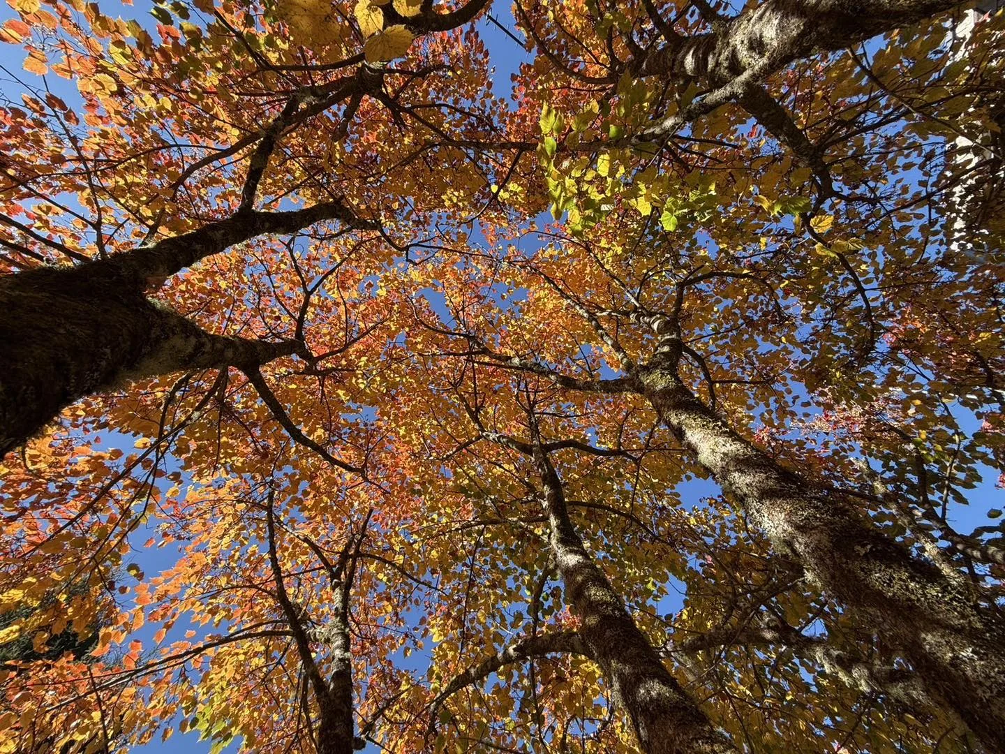 塔塔加楓紅美景大爆發。翻攝玉管處臉書