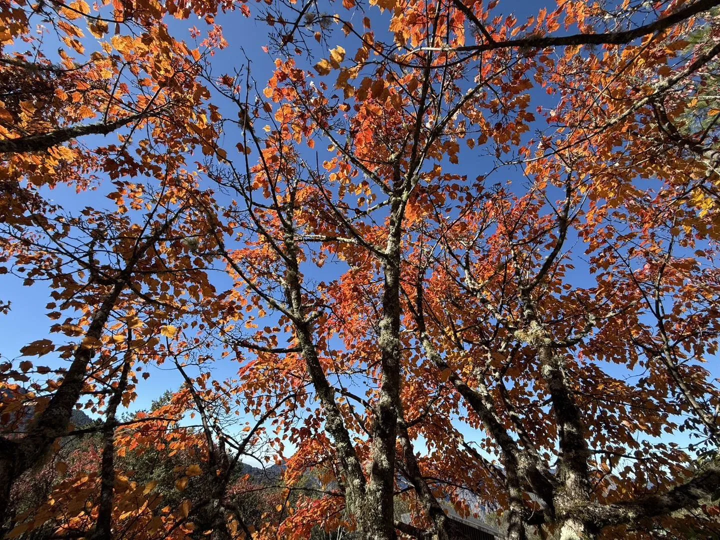 塔塔加楓紅美景大爆發。翻攝玉管處臉書