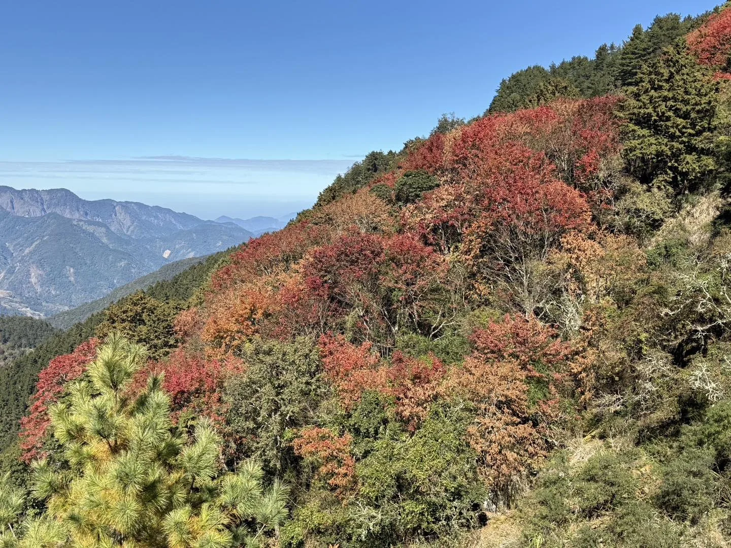 塔塔加楓紅大爆發,山坡宛如打翻的調色盤。玉管處提供