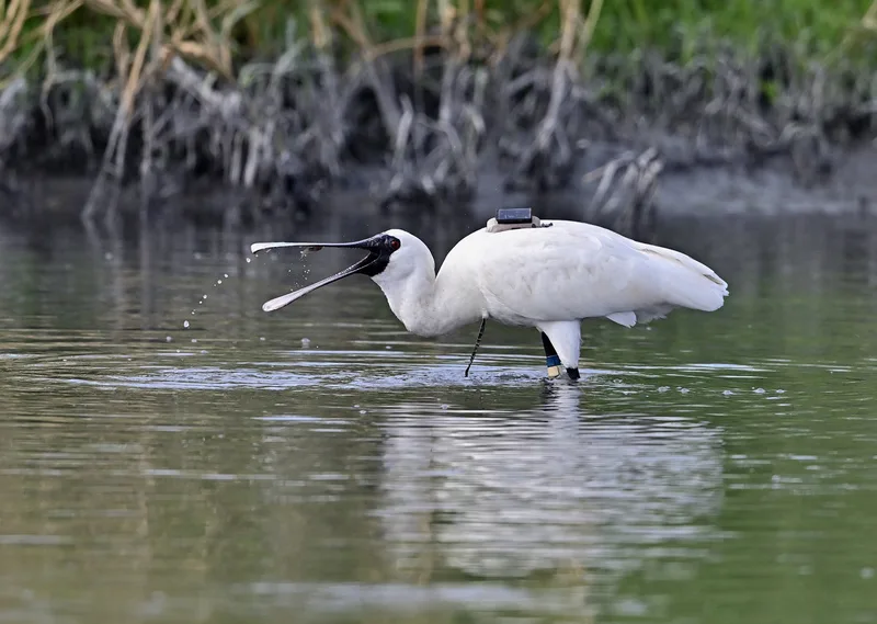 眼尖鳥友發現，黑面琵鷺的背上背著發報器、腳上也繫有腳環。莊姓鳥友提供