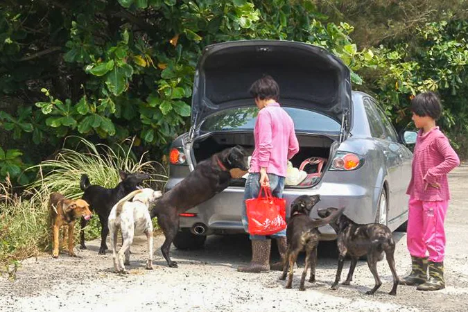 她還就近請了附近家境清寒的母女，協助照顧數百隻的流浪狗。 陳權欣攝