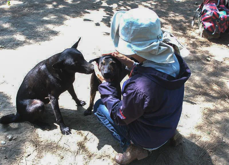背對鏡頭、懷中抱著流浪狗的園區董娘張太太。三十年來，她從不接受媒體訪問，僅在信任下，讓筆者記錄她與流浪生命同行的身影。陳權欣攝