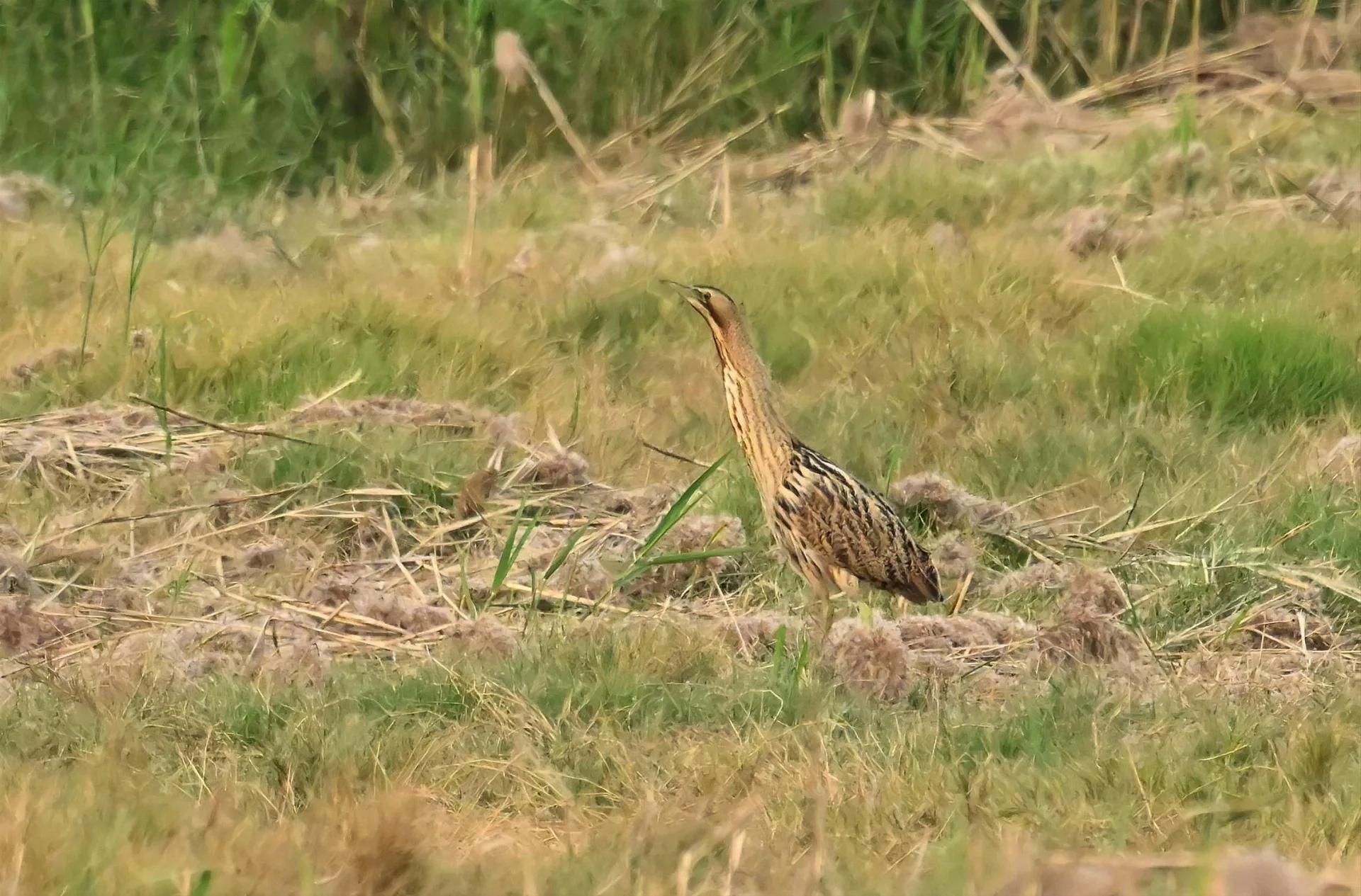 伸長脖子進入偽裝模式的大麻鷺，是濕地中的隱形高手。高雄市政府提供