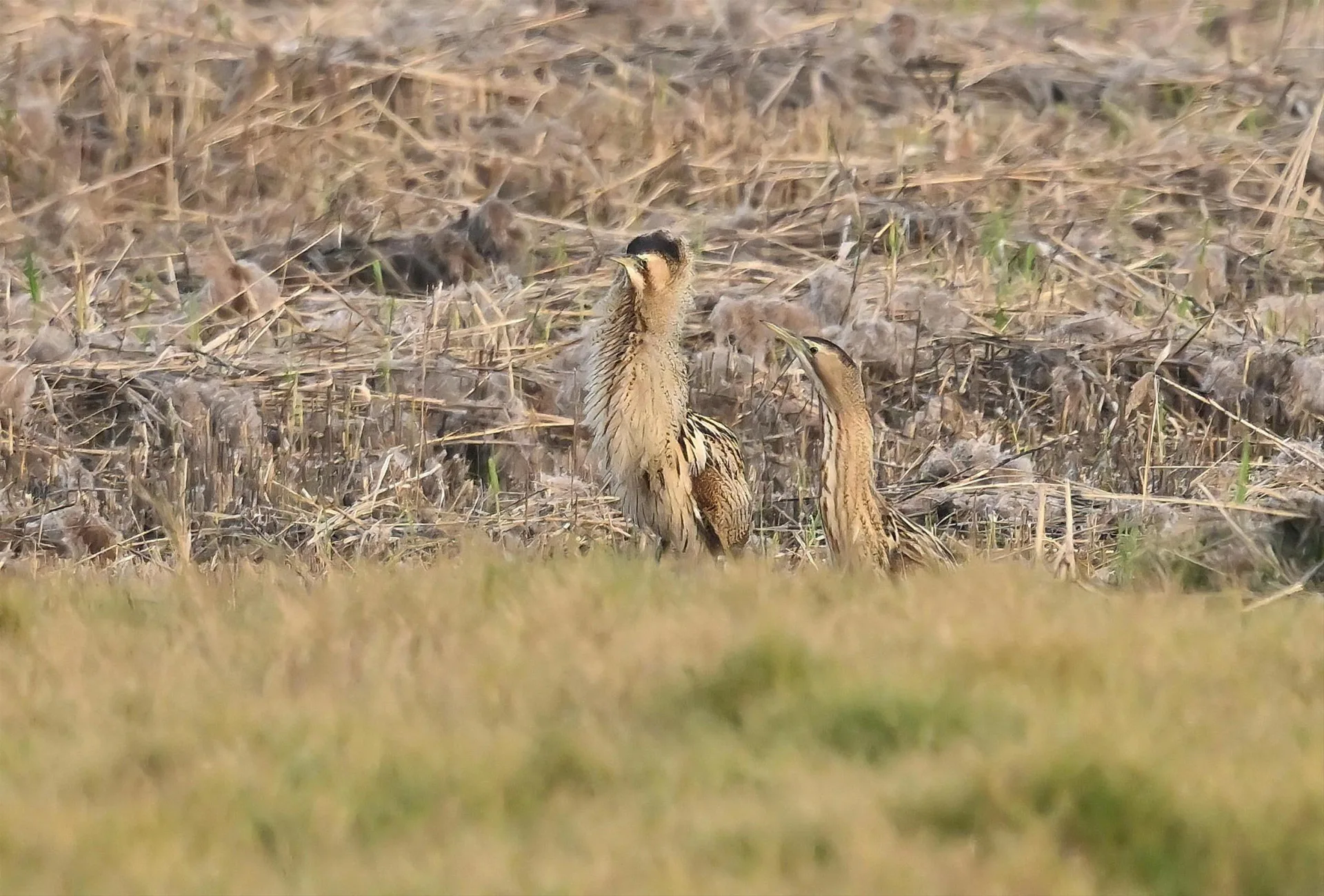大麻鷺現身蘆葦間，以絕佳偽裝融入濕地景緻。高雄市政府提供