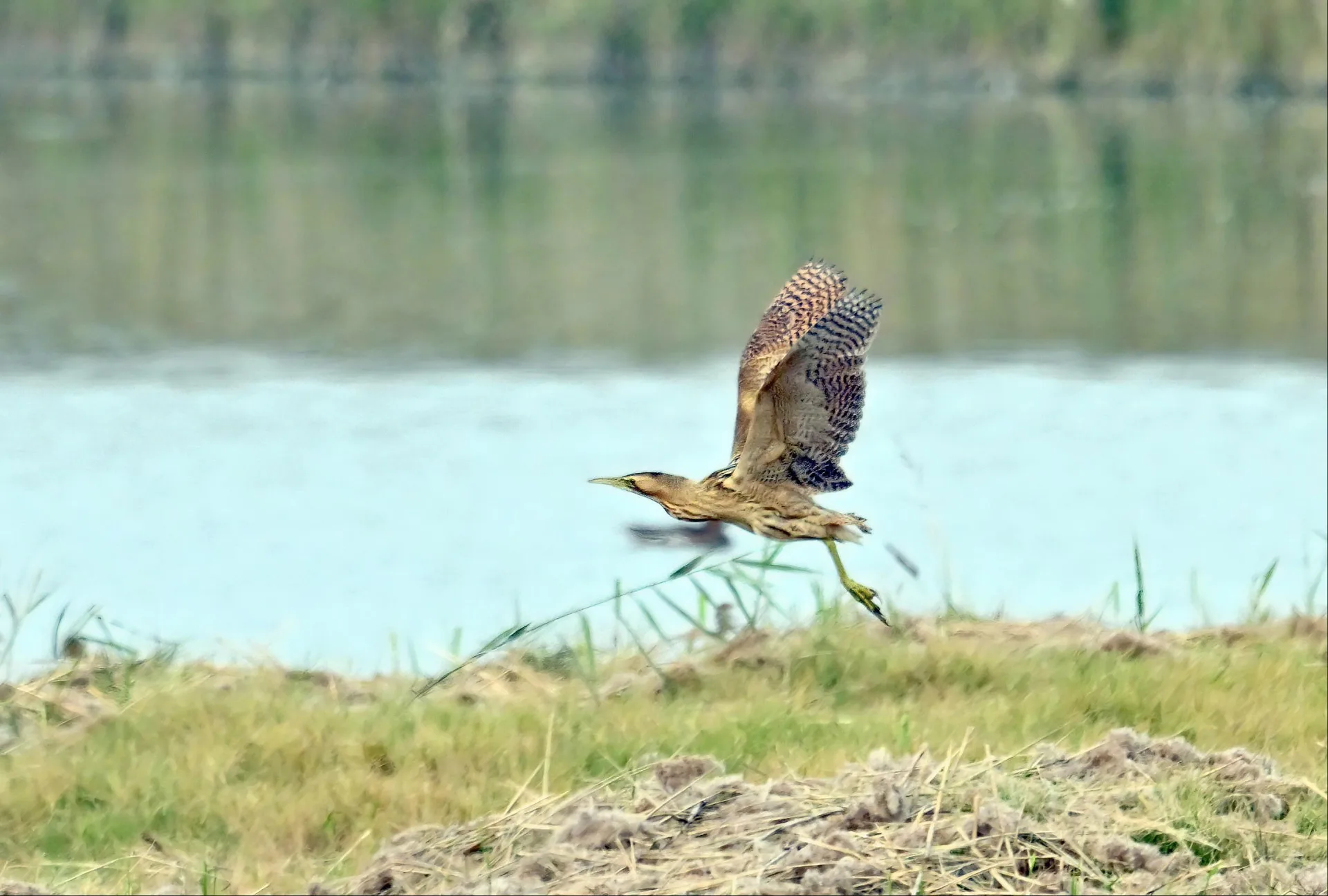 穿梭濕地的大麻鷺，以斑紋體色展現頂級隱匿性。高雄市政府提供