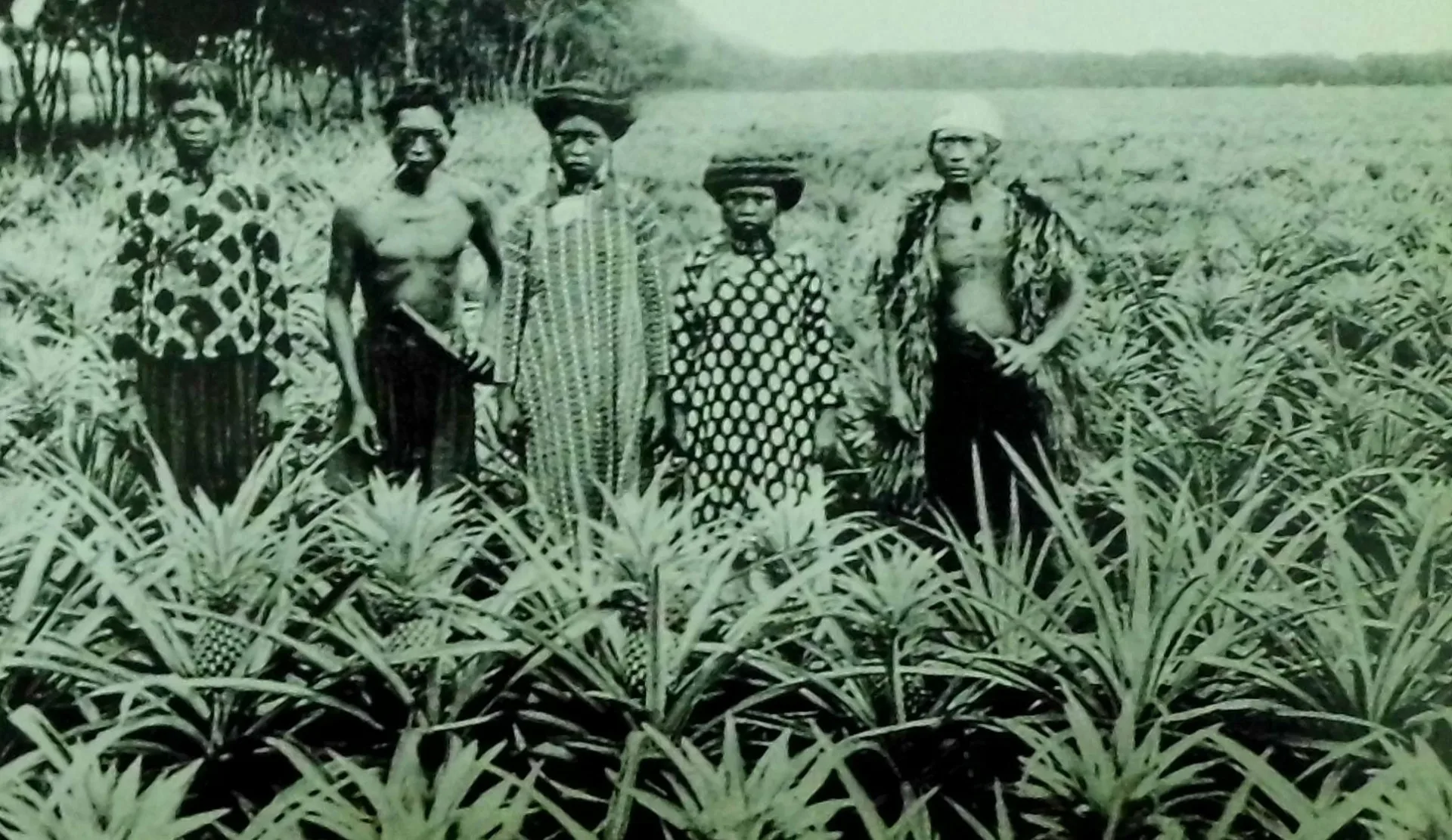 日治期原住民族就是鳳梨種植與加工的高手，將鳳梨製成罐頭銷往海外，讓世界看見台灣的滋味。謝森展提供