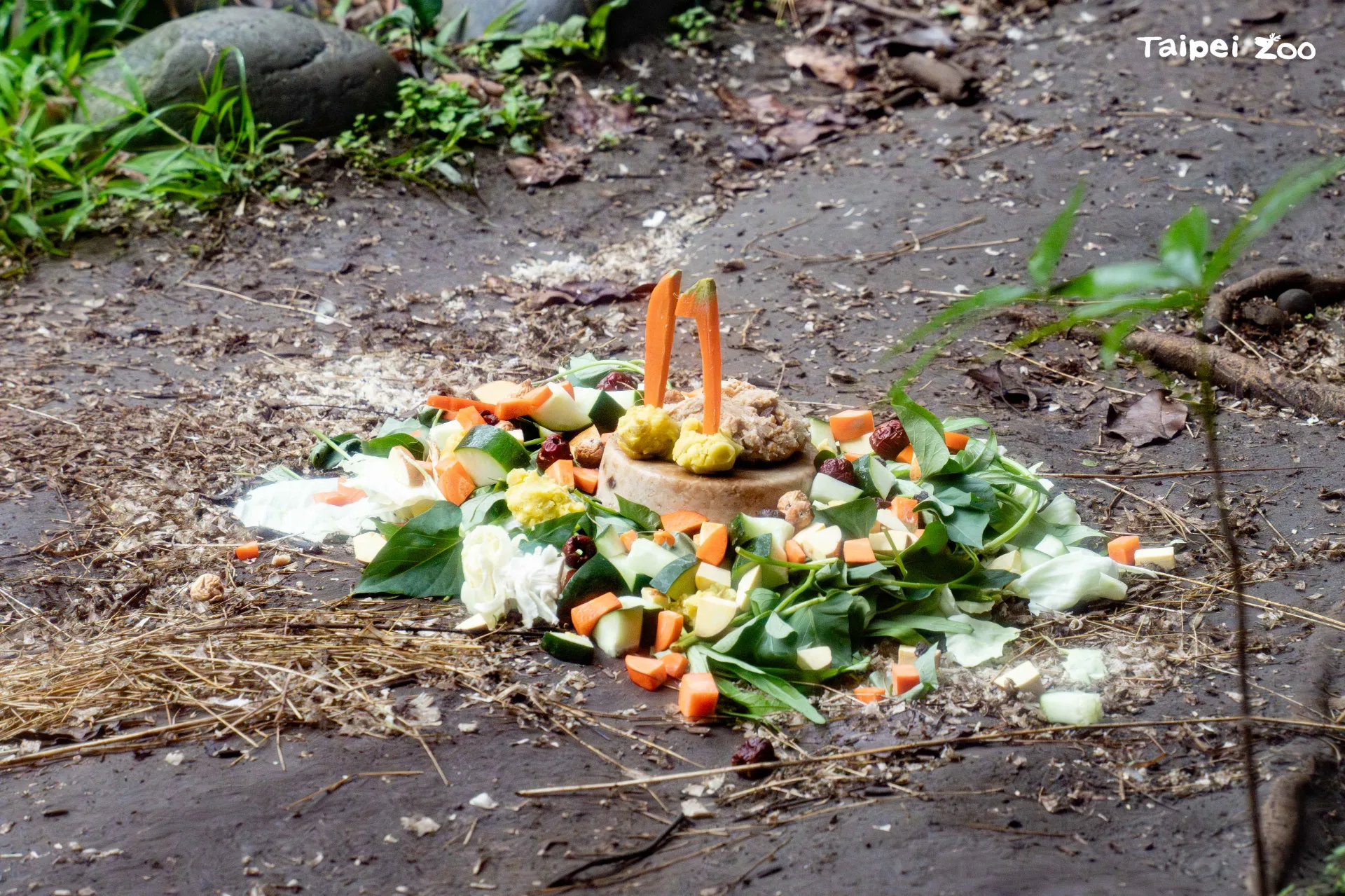 蔬果蛋糕內容包含燕麥、地瓜泥與多種蔬菜，符合黑熊高比例植物性飲食需求。北市動物園提供