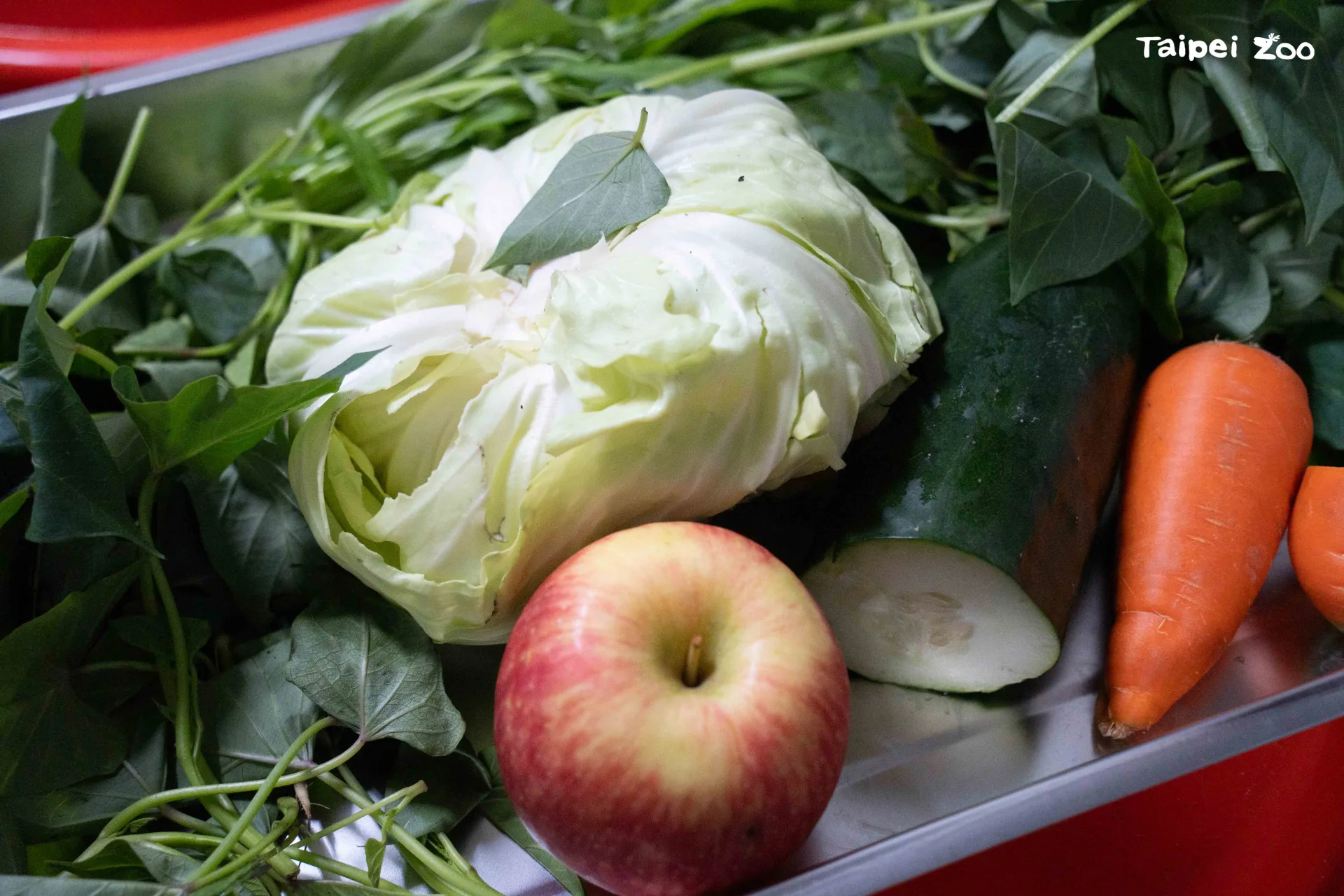 黑熊「黑糖」的生日蛋糕有蔬果大餐。北市動物園提供