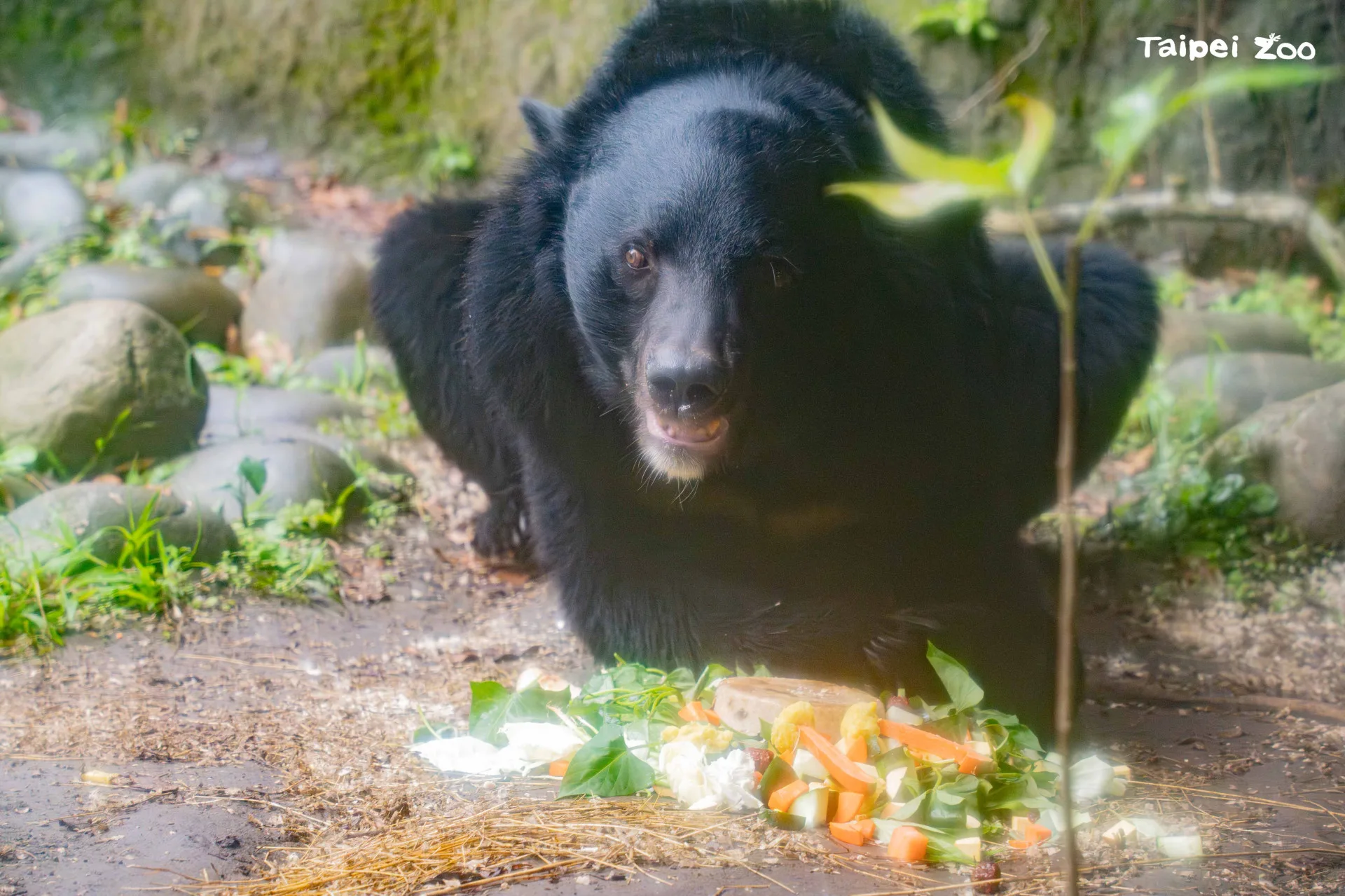 亞洲黑熊「黑糖」30日迎來17歲生日，享用多種蔬果製作的專屬蛋糕。北市動物園提供