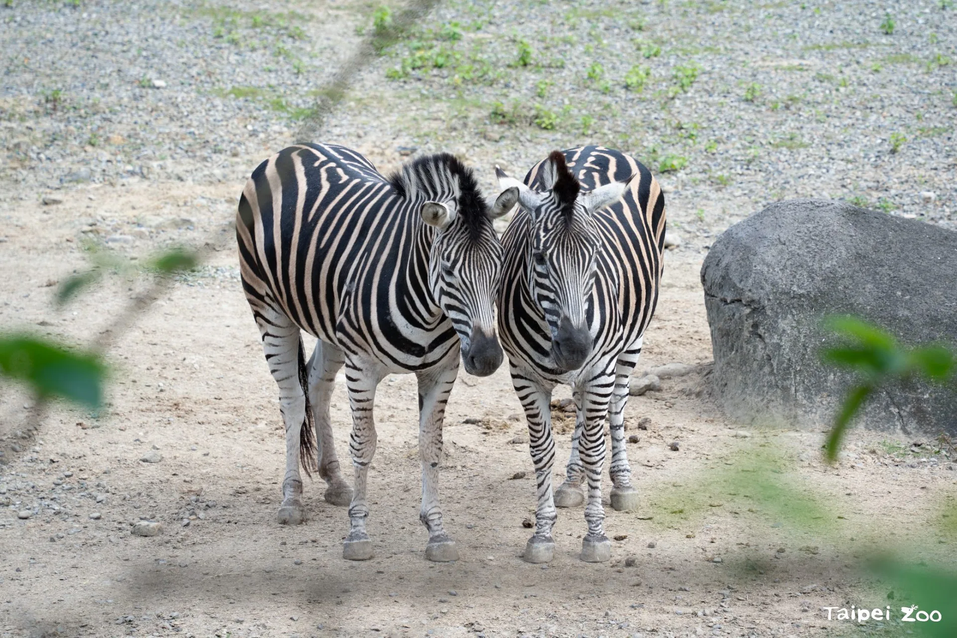 園內照養的查普曼斑馬。台北市立動物園提供