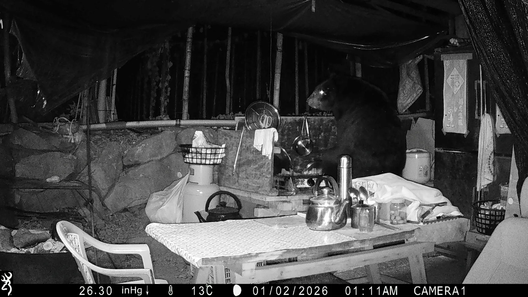 台灣黑熊於2026年元旦凌晨再次入侵阿里山達邦村工寮，研判直立高度近160公分。嘉義分署提供